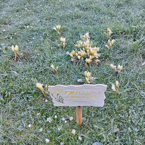 krokusy 1