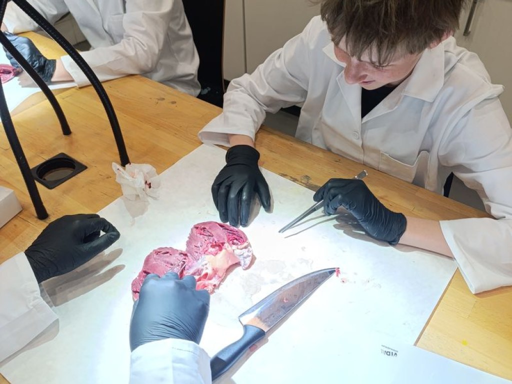 operace-prase-aneb-vyprava-za-tajemstvim-srdce 15